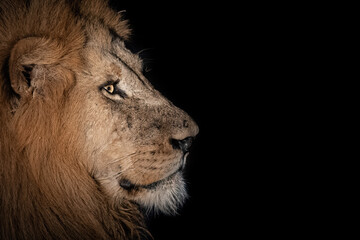 Side profile of a male lion, Panthera leo, in the dark