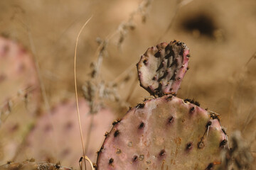 Prickly pear cactus during dry winter in natural Texas environment with blurred background shallow depth of field.