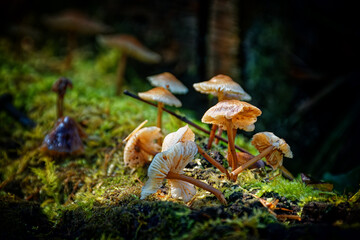 Mushrooms grow on a fallen log in our yard in Windsor in Broome County in Upstate NY.