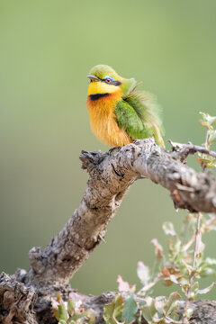 Fototapeta Little Bee Eater, Merops pusillus, ruffling feathers