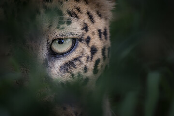 The eye of a leopard, Panthera pardus, looking through greenery, natural frame
