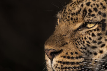 The head of a leopard, Panthera pardus, black background