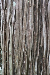 Obraz premium TEXTURA RUGOSA. 