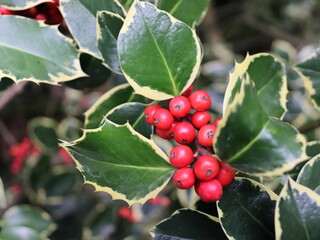 ACEBO (ILES AQUIFOLIUM). HOJAS VERDES CON BORDE ESPINOSO. FRUTOS DE COLOR ROJO IN SITU.