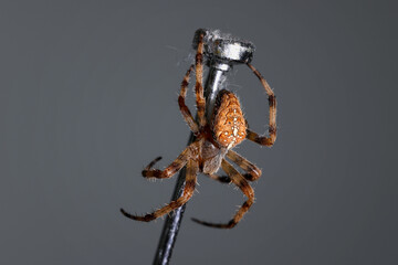 Spinne