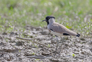 The river lapwing is a lapwing species which breeds from the Indian Subcontinent eastwards to Southeast Asia.