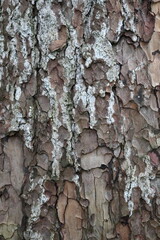 TEXTURA RUGOSA. 