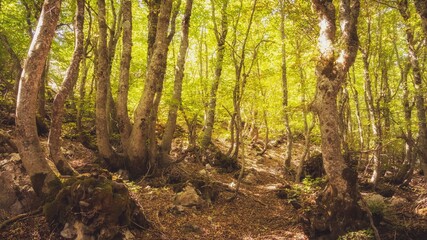 In der Madonie, dem Hochgebirge von Sizilien im Spätsommer