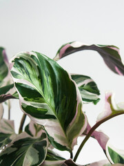 Closeup of tropical Calathea Fusion White Prayer plant, Calathea leitzei. It has exotic, white and...