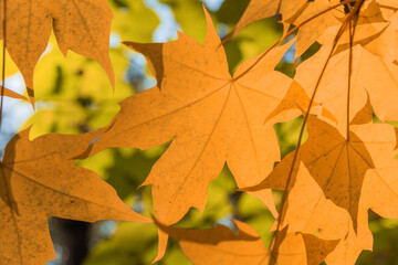Naklejka na ściany i meble Yellowed maple leaves against a sunny color