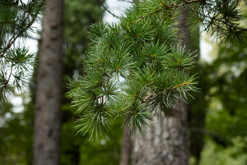 A pine twig close-up in the forest. Natural background
