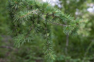 A pine twig close-up in the greenery of the forest