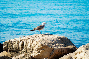 A sea gull sitting on a rock, against a background of blue sea water