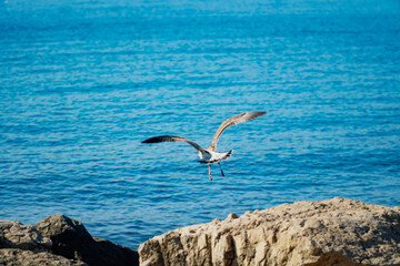sea gull on takeoff, against the blue sea water