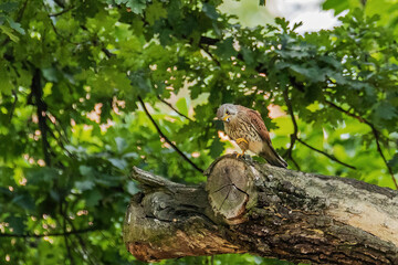 sitting kestrel on a tree
