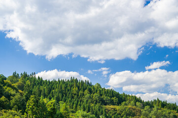 秋の青空とカラマツ林