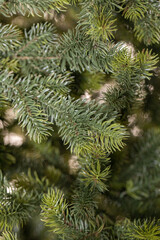 branches of a Christmas tree with garlands
