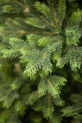 branches of a Christmas tree with garlands
