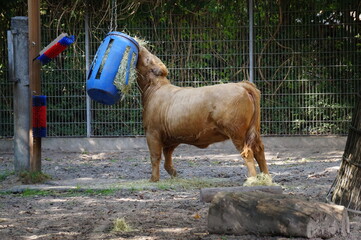Stier 
