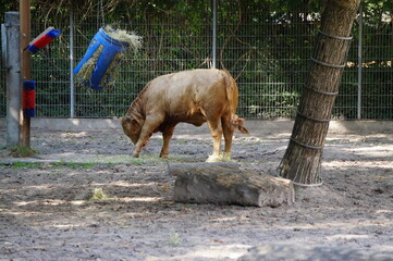 Stier 