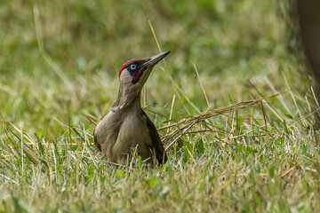 staring bird with a red head in the grass