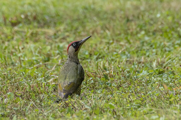 staring bird with a red head in the grass