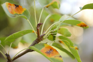 Pear tree infected leaves. Gardening treatment concept. 