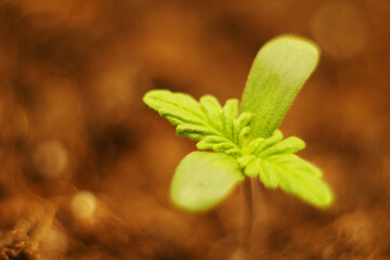 Macro Cannabis plant sprout growing. Medical marijuana cultivation 