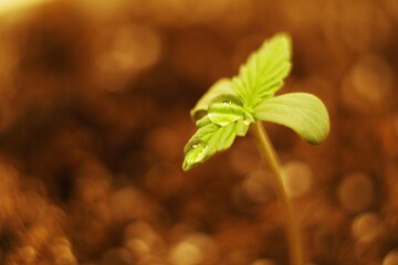 Macro water Drop lay on Cannabis plant sprout. Medical marijuana cultivation. Hemp farm
