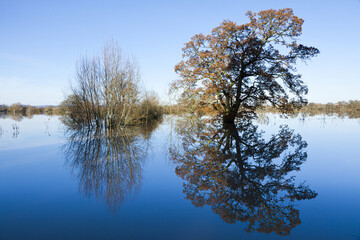 Floods by the River Severn - 29th November 2012 - trees in flooded fields at Deerhurst,...
