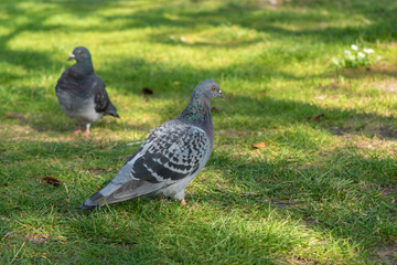 Feral pigeon in a park