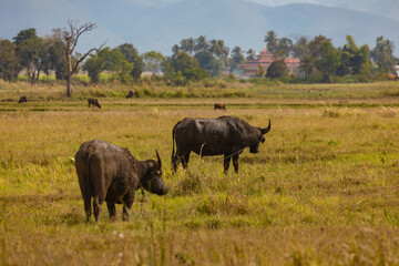 Fototapeta na wymiar Huge water buffalo, graze quietly, between wetlands and rugged agricultural landscape, near Inle Lake, Shan State, Burma, Myanmar
