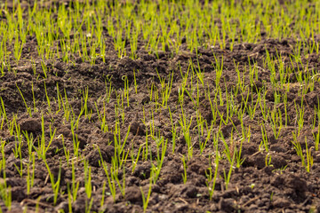 Several green shoots of rice grow in the sun on the fertile soil of agricultural fields, near Inle Lake, Shan State, Burma, Myanmar
