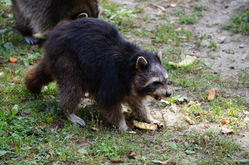 Waschbär 