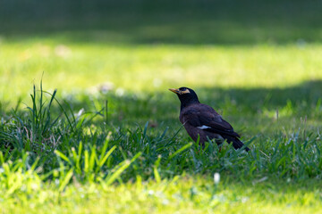 Fototapeta premium Common Myna bird (Acridotheres tristis) This bird is native to the Indian subcontinent and Asia.