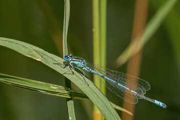 blue dragonfly on a green leaf