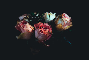 Roses in the middle dark and moody