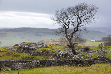 Whinskill Stones limestone pavement in the Yorkshire Dales National Park, Yorkshire UK