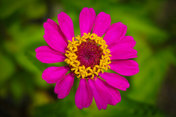 Obraz premium flower