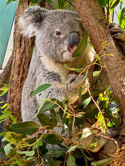 Baxter the Koala Bear at Sydney Australia Zoo 