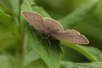 butterfly on leaf