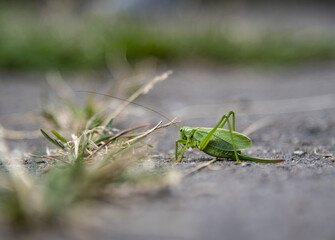A green locust on an asphalt road.