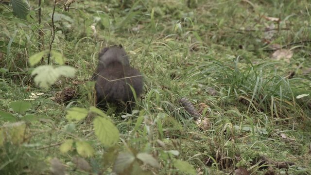 european squirrel in German forest