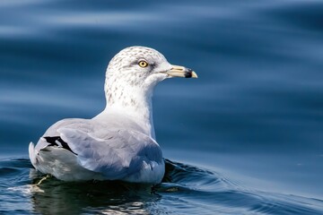 seagull
