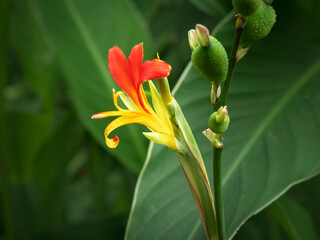 Obraz premium Canna lily flower, fruits and green leaves