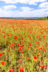 A field of poppies next to Ryknild Street or Icknield Street (locally Condicote Lane) a Roman road just south of the Cotswold village of Condicote, Gloucestershire UK