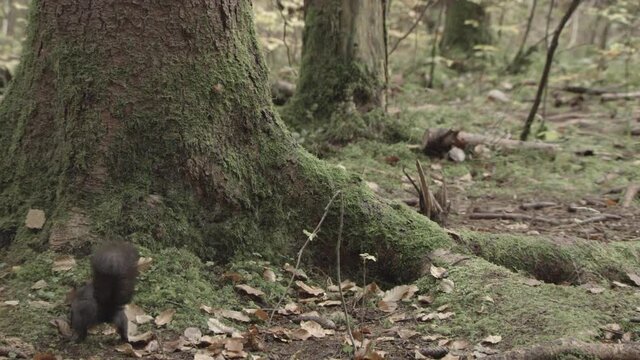 european squirrel in German forest