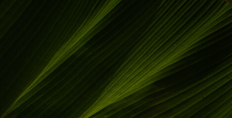 Obraz premium green leaf background