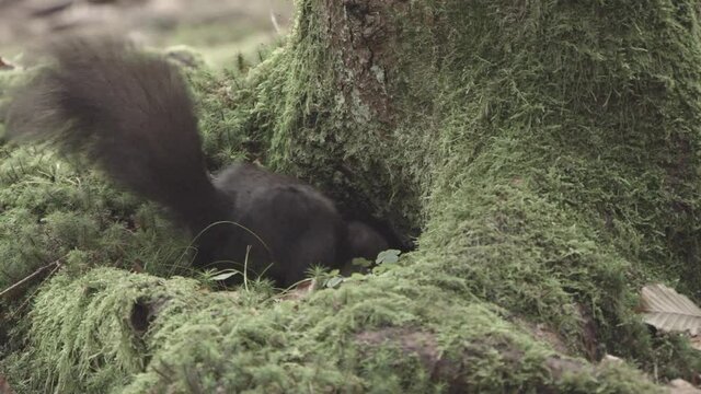 european squirrel in German forest