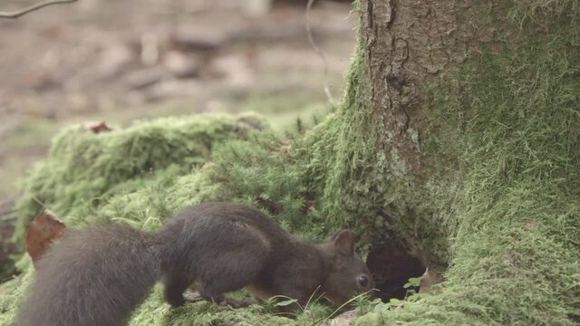 european squirrel in German forest